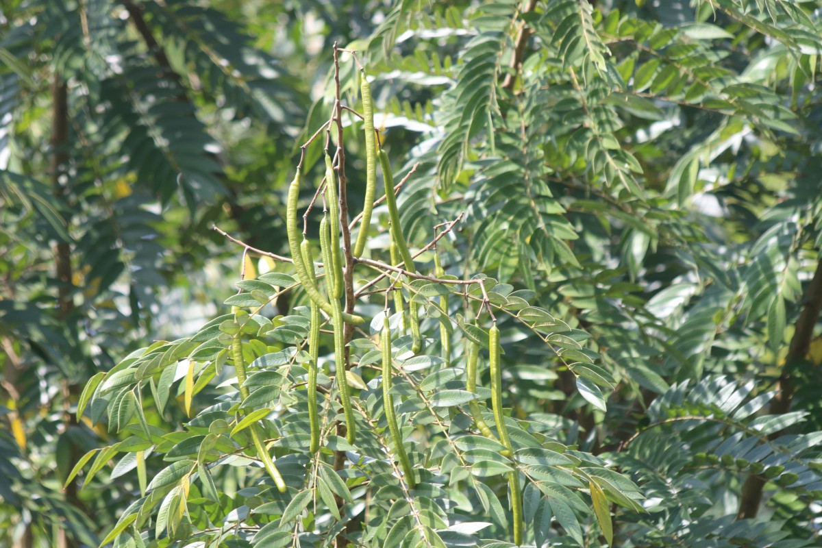 Senna spectabilis (DC.) H.S.Irwin & Barneby